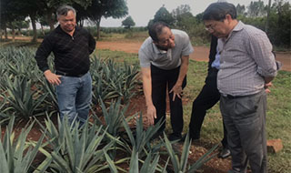 “中國劍麻之鄉”湛江農墾，積極創建國家現代農業產業園