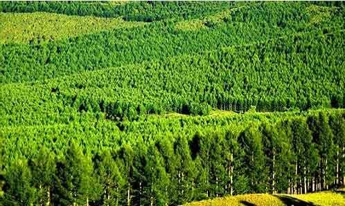 中國已成森林資源增長(zhǎng)最多和林業(yè)產(chǎn)業(yè)發(fā)展最快國家