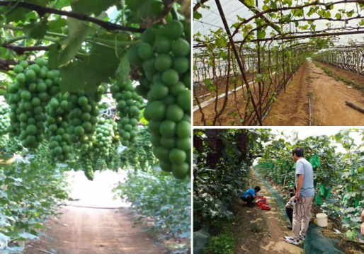 中國“水果之鄉(xiāng)、海蜇之鄉(xiāng)”蓋州市積極爭創(chuàng)國家現(xiàn)代農業(yè)產業(yè)園