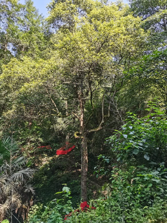 發力五型經濟，著力打造“中國龍腦之都”