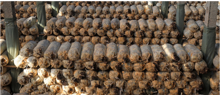 加強農(nóng)業(yè)產(chǎn)業(yè)布局規(guī)劃，民樂縣向農(nóng)業(yè)強縣進發(fā)